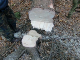 K10